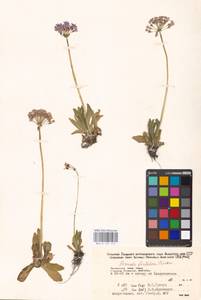 Primula fistulosa Turkev., Siberia, Russian Far East (S6) (Russia)