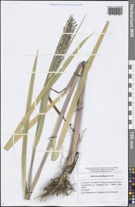 Glyceria arundinacea Kunth, Eastern Europe, Middle Volga region (E8) (Russia)