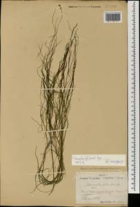 Stuckenia pectinata (L.) Börner, Mongolia (MONG) (Mongolia)