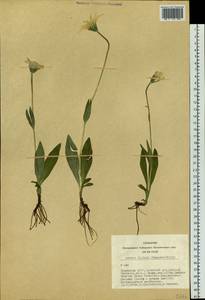 Arnica angustifolia subsp. iljinii (Maguire) I. K. Ferguson, Siberia, Altai & Sayany Mountains (S2) (Russia)
