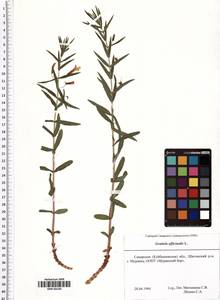 Gratiola officinalis L., Eastern Europe, Middle Volga region (E8) (Russia)