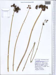 Schoenoplectus tabernaemontani (C.C.Gmel.) Palla, Caucasus, Black Sea Shore (from Novorossiysk to Adler) (K3) (Russia)