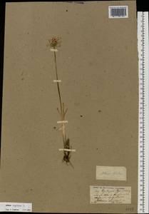 Allium angulosum L., Eastern Europe, North Ukrainian region (E11) (Ukraine)