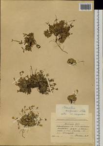 Cerastium bialynickii A. Tolm., Siberia, Yakutia (S5) (Russia)