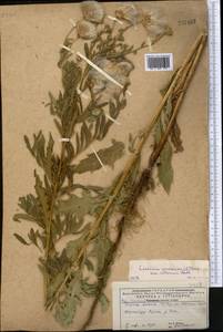 Cirsium arvense (L.) Scop., Middle Asia, Caspian Ustyurt & Northern Aralia (M8) (Kazakhstan)
