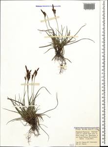 Carex liparocarpos subsp. bordzilowskii (V.I.Krecz.) T.V.Egorova, Caucasus, Stavropol Krai, Karachay-Cherkessia & Kabardino-Balkaria (K1b) (Russia)