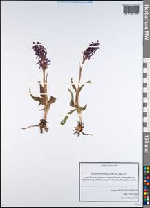 Dactylorhiza salina (Turcz. ex Lindl.) Soó, Siberia, Altai & Sayany Mountains (S2) (Russia)