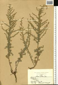 Artemisia austriaca Jacq., Eastern Europe, Central region (E4) (Russia)