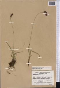 Carex gmelinii Hook. & Arn., America (AMER) (Canada)