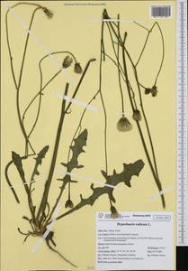 Hypochaeris radicata L., Western Europe (EUR) (Italy)