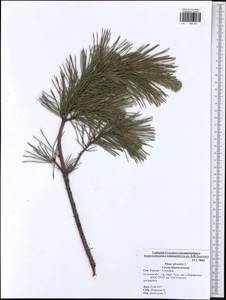 Pinus sylvestris L., Eastern Europe, Central region (E4) (Russia)