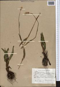 Bistorta elliptica (Willd. ex Spreng.) Kom., Middle Asia, Western Tian Shan & Karatau (M3) (Kyrgyzstan)
