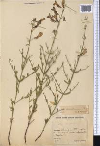 Salvia schmalbausenii Regel, Middle Asia, Kopet Dag, Badkhyz, Small & Great Balkhan (M1) (Turkmenistan)