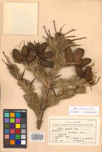 Abies nephrolepis (Trautv. ex Maxim.) Maxim., Siberia, Chukotka & Kamchatka (S7) (Russia)