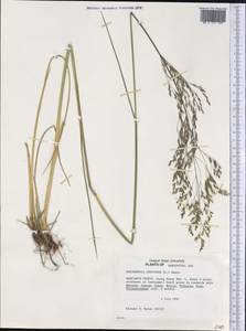 Deschampsia cespitosa (L.) P.Beauv., America (AMER) (United States)