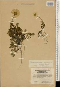 Tripleurospermum caucasicum (Willd.) Hayek, Caucasus, South Ossetia (K4b) (South Ossetia)