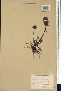 Pedicularis sudetica Willd., Siberia, Central Siberia (S3) (Russia)