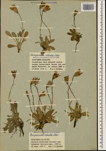 Campanula ciliata Steven, Caucasus, Stavropol Krai, Karachay-Cherkessia & Kabardino-Balkaria (K1b) (Russia)
