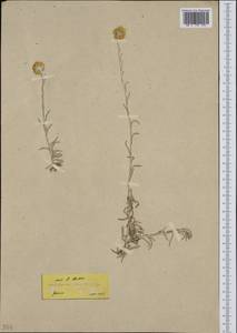 Helichrysum stoechas (L.) Moench, Western Europe (EUR) (Greece)