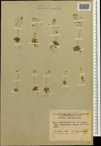 Draba hispida Willd., Caucasus, South Ossetia (K4b) (South Ossetia)