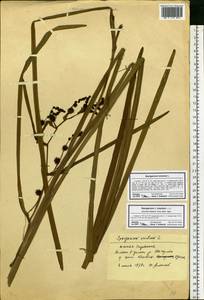 Sparganium erectum L., Eastern Europe, South Ukrainian region (E12) (Ukraine)