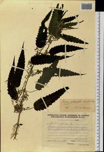 Urtica dioica subsp. pubescens (Ledeb.) Domin, Siberia, Altai & Sayany Mountains (S2) (Russia)