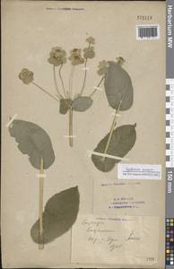 Bupleurum aureum Fisch., Eastern Europe, Eastern region (E10) (Russia)