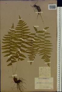 Dryopteris filix-mas (L.) Schott, Eastern Europe, South Ukrainian region (E12) (Ukraine)