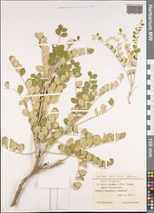 Styphnolobium japonicum (L.)Schott, Middle Asia, Western Tian Shan & Karatau (M3) (Kyrgyzstan)