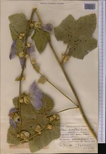 Alcea nudiflora (Lindl.) Boiss., Middle Asia, Western Tian Shan & Karatau (M3) (Uzbekistan)
