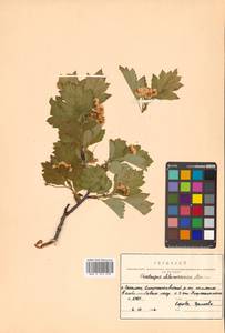 Crataegus chlorosarca Maxim., Siberia, Russian Far East (S6) (Russia)