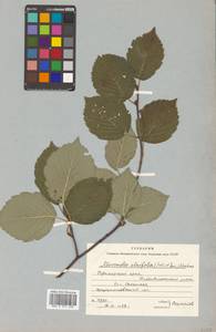 Sorbus alnifolia (Siebold & Zucc.) K. Koch, Siberia, Russian Far East (S6) (Russia)