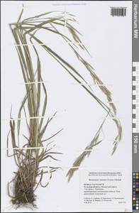 Bromus inermis Leyss., Eastern Europe, Central region (E4) (Russia)