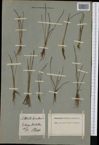 Littorella uniflora (L.) Asch., Western Europe (EUR) (Germany)