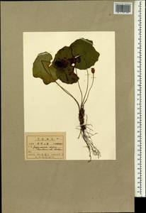Plagiorhegma dubium Maxim., South Asia, South Asia (Asia outside ex-Soviet states and Mongolia) (ASIA) (North Korea)