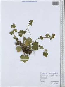 Alchemilla schistophylla Juz., Eastern Europe, Northern region (E1) (Russia)