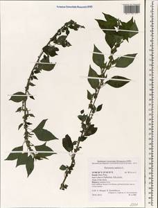 Parietaria judaica L., South Asia, South Asia (Asia outside ex-Soviet states and Mongolia) (ASIA) (Israel)
