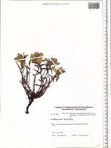 Castilleja arctica Krylov & Serg., Siberia, Central Siberia (S3) (Russia)