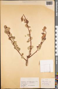 Cotoneaster, Middle Asia, Dzungarian Alatau & Tarbagatai (M5) (Kazakhstan)