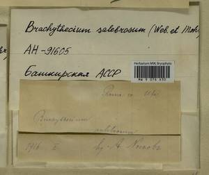 Brachythecium salebrosum (Hoffm. ex F. Weber & D. Mohr) Schimp., Bryophytes, Bryophytes - South Urals (B14) (Russia)