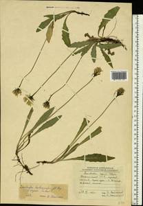 Leontodon hispidus L., Eastern Europe, West Ukrainian region (E13) (Ukraine)