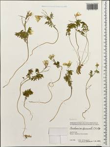 Cardamine bipinnata (C. A. Mey.) O. E. Schulz, Caucasus, Dagestan (K2) (Russia)