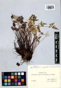 Aleuritopteris argentea (S. G. Gmel.) Fée, Siberia, Baikal & Transbaikal region (S4) (Russia)