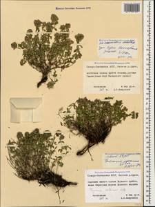 Thymus collinus M.Bieb., Caucasus, North Ossetia, Ingushetia & Chechnya (K1c) (Russia)