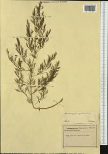 Asparagus tenuifolius Lam., Western Europe (EUR) (Slovenia)