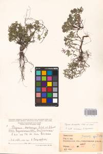 MHA 0 156 961, Thymus dimorphus Klokov & Des.-Shost., Eastern Europe, Central forest-and-steppe region (E6) (Russia)