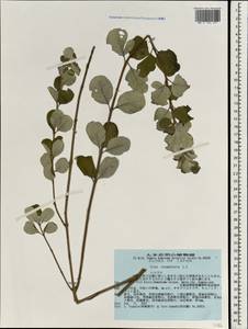 Vitex trifolia subsp. litoralis Steenis, South Asia, South Asia (Asia outside ex-Soviet states and Mongolia) (ASIA) (Japan)