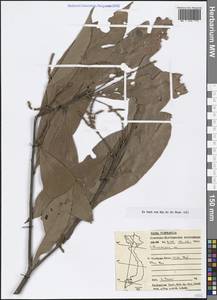 Lithocarpus, South Asia, South Asia (Asia outside ex-Soviet states and Mongolia) (ASIA) (Vietnam)