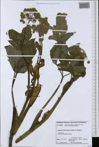 Angelica decurrens (Ledeb.) B. Fedtsch., Siberia, Western Siberia (S1) (Russia)
