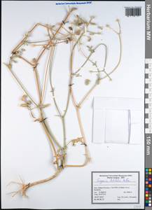 Turgenia latifolia (L.) Hoffm., South Asia, South Asia (Asia outside ex-Soviet states and Mongolia) (ASIA) (Iran)